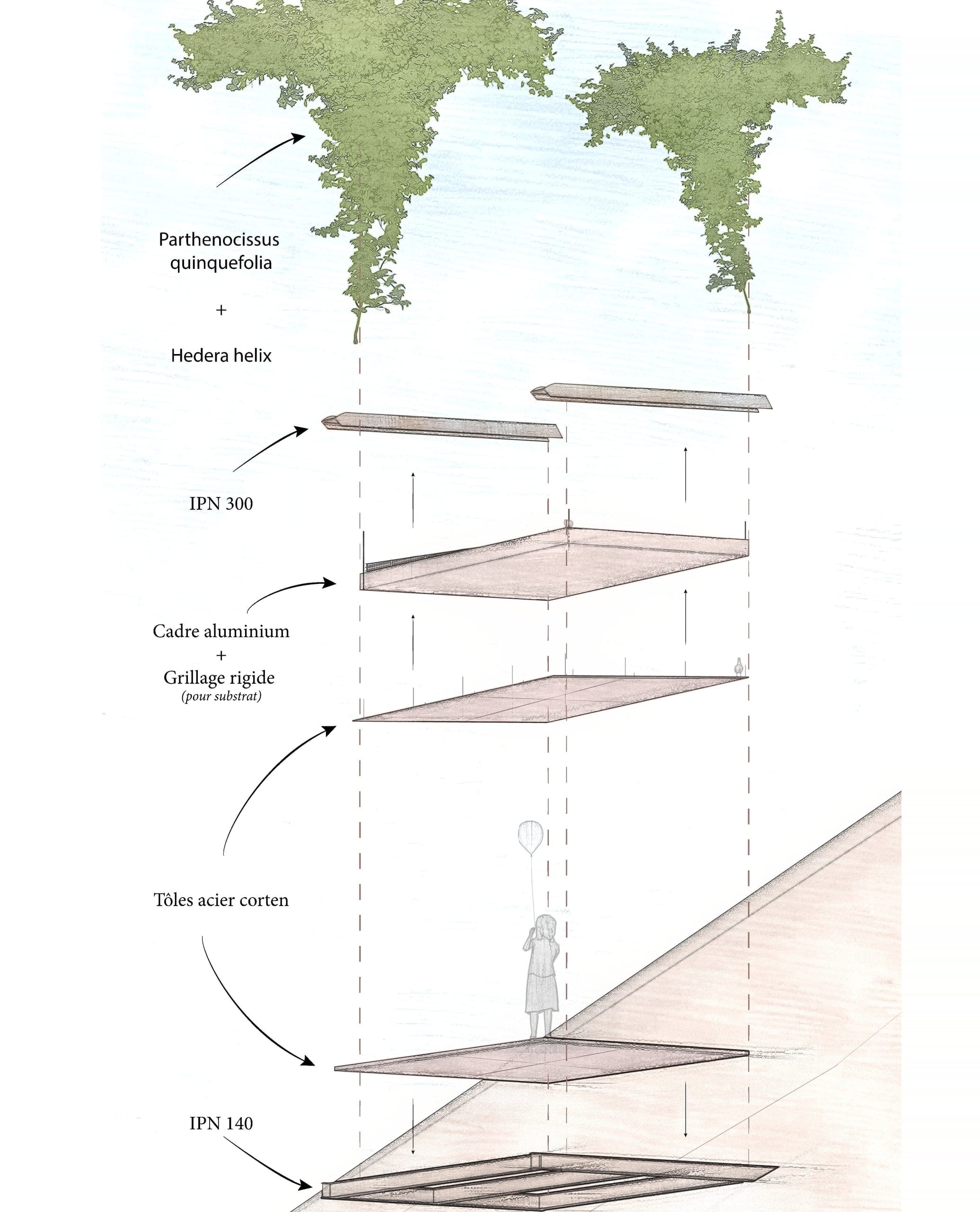 Axonométrie éclatée d’un segment de la galerie, dessinée et aquarellée, chaque couche légendée : Parthenocissus quinquefolia et Hedera helix en couverture, IPN 300, cadre aluminium et grillage rigide pour le substrat, tôles d’acier corten, IPN 140. Une silhouette d’enfant tenant un ballon donne l’échelle.