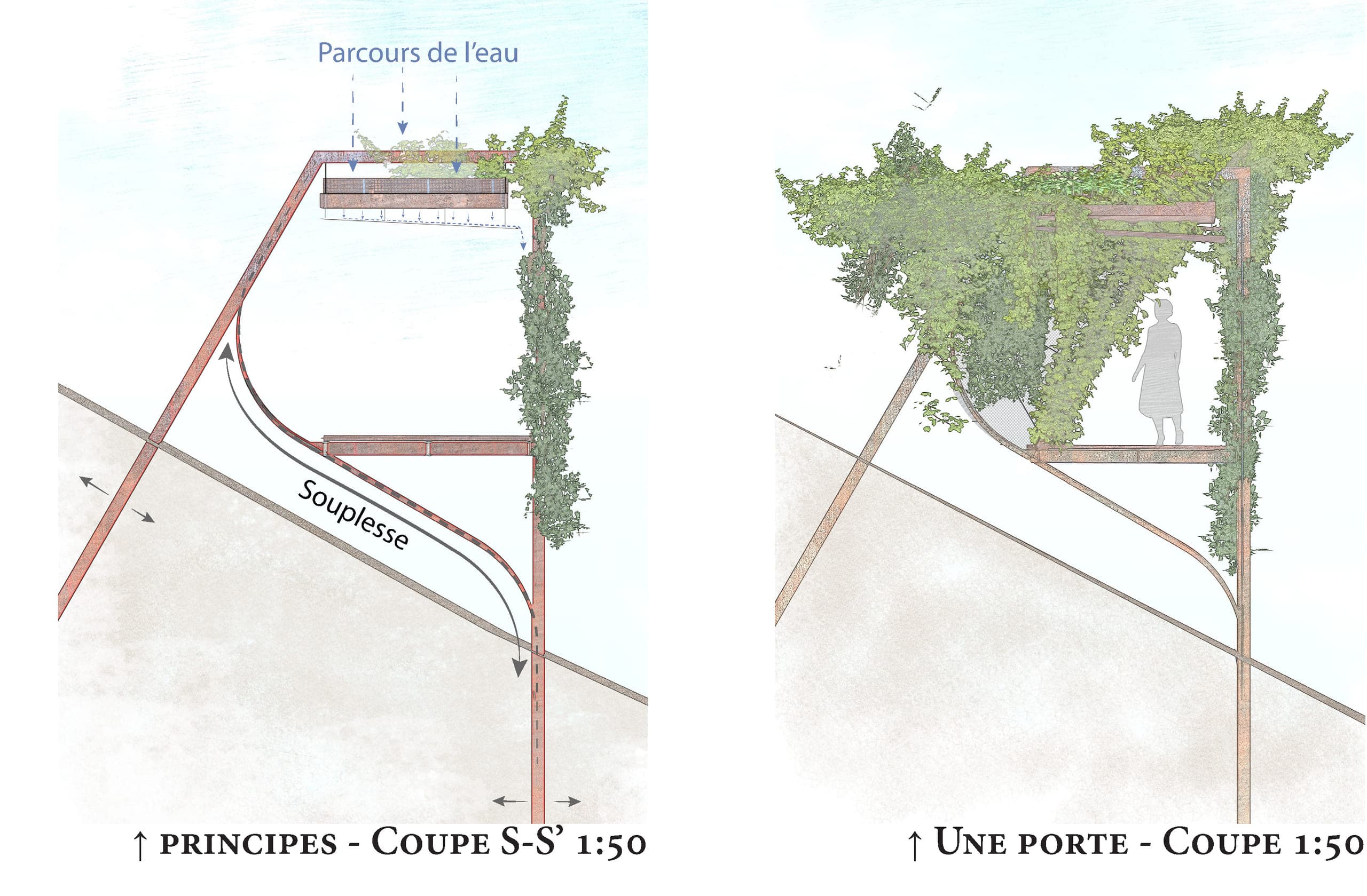 Deux coupes au 1:50. À gauche, les principes : le parcours de l’eau fléché depuis la couverture végétalisée, et la souplesse du montant d’acier corten qui s’incurve jusqu’au sol. À droite, une porte : un promeneur passe sous le portail, cerné de feuillage retombant.