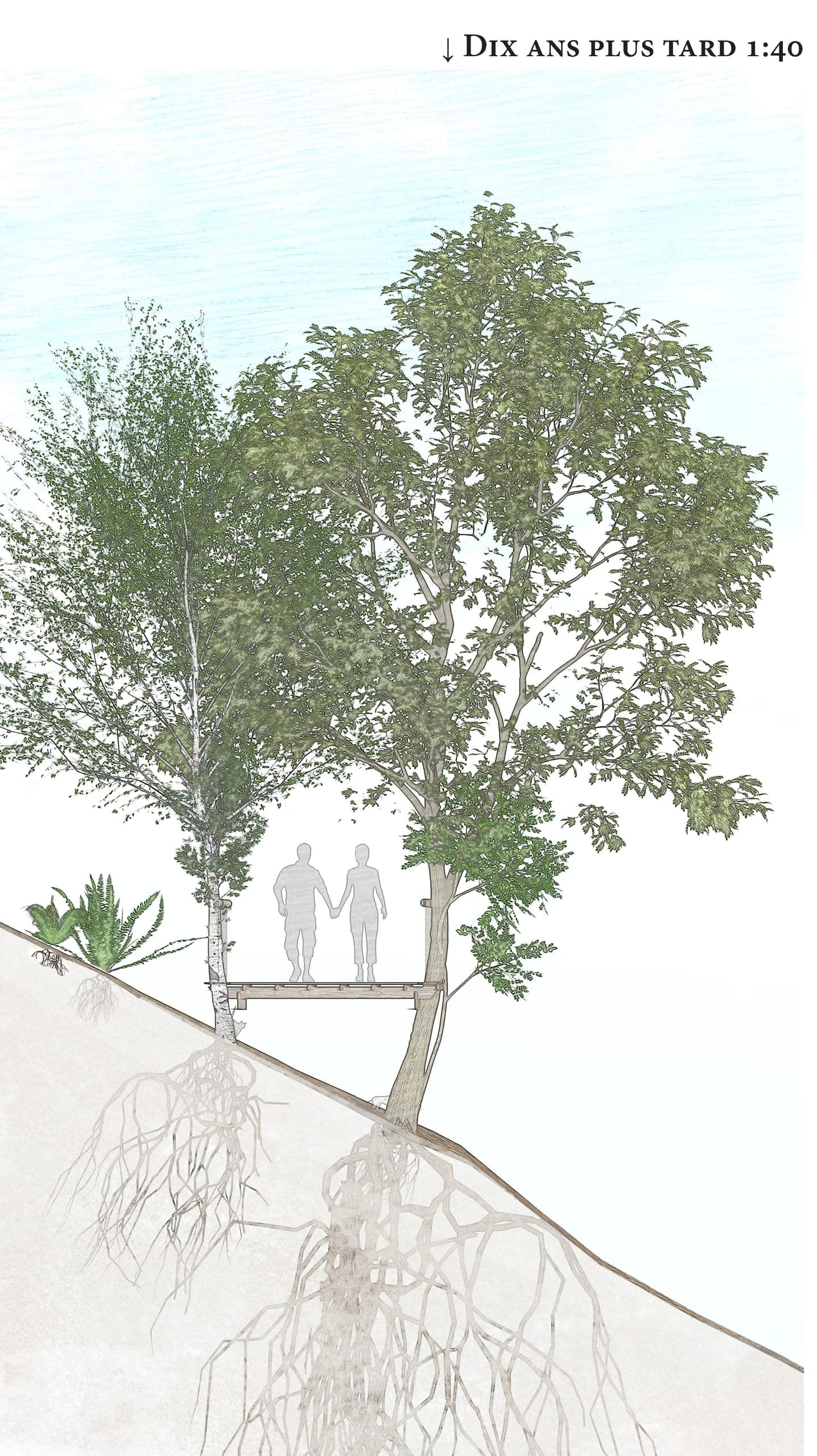 Coupe dessinée « dix ans plus tard » au 1:40 : un bouleau et un sorbier ont poussé, la plateforme de bois est fixée entre leurs troncs, deux promeneurs s’y tiennent la main. Sous la ligne de pente, les racines des deux arbres sont dessinées en transparence dans le stérile.
