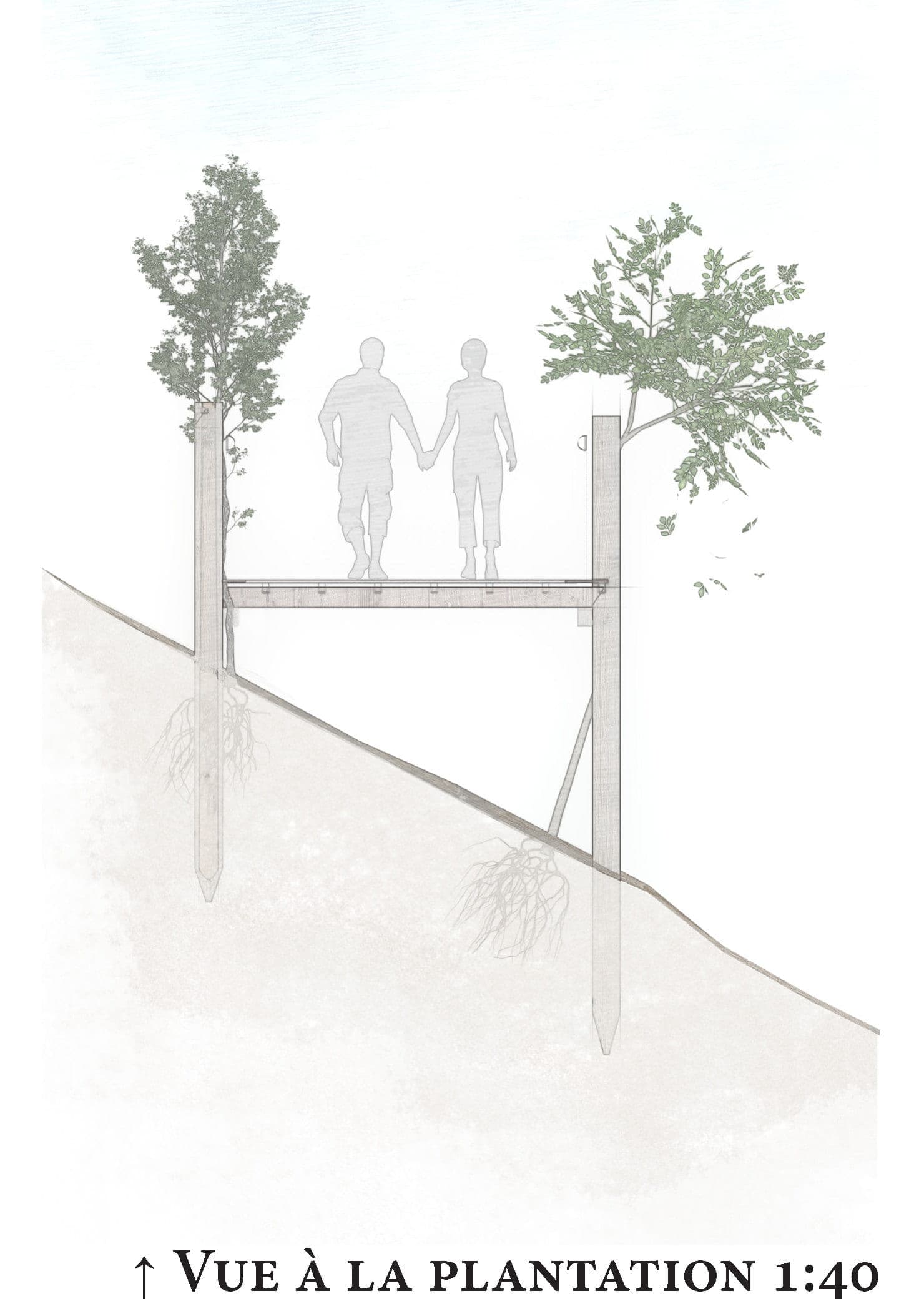 Coupe « à la plantation » au 1:40 : deux pieux d’acacia fichés dans le stérile portent la plateforme de bois, deux promeneurs s’y tiennent la main. À leur pied, un bouleau et un sorbier encore jeunes ; sous la ligne de pente, les racines sont dessinées en transparence.