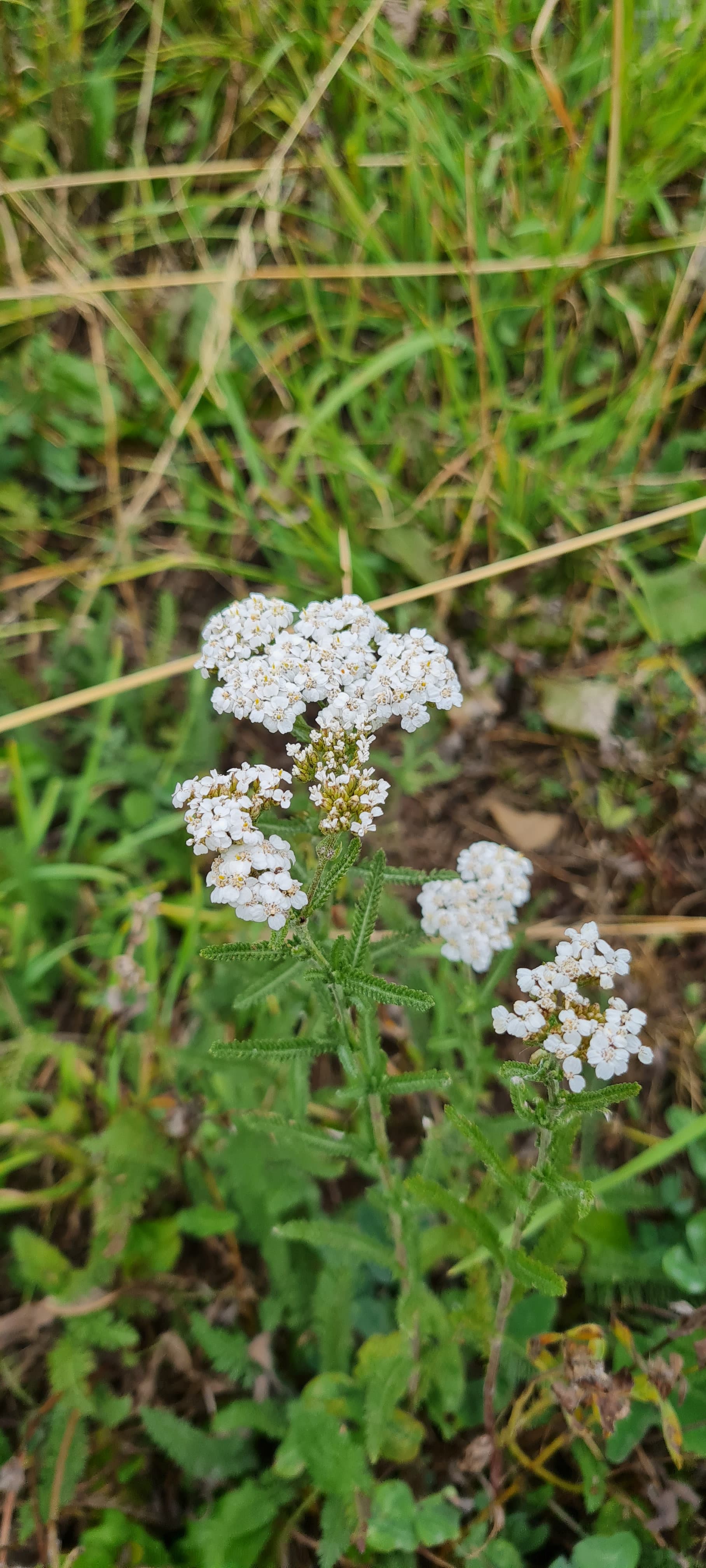 Achillée millefeuille (Achillea millefolium)