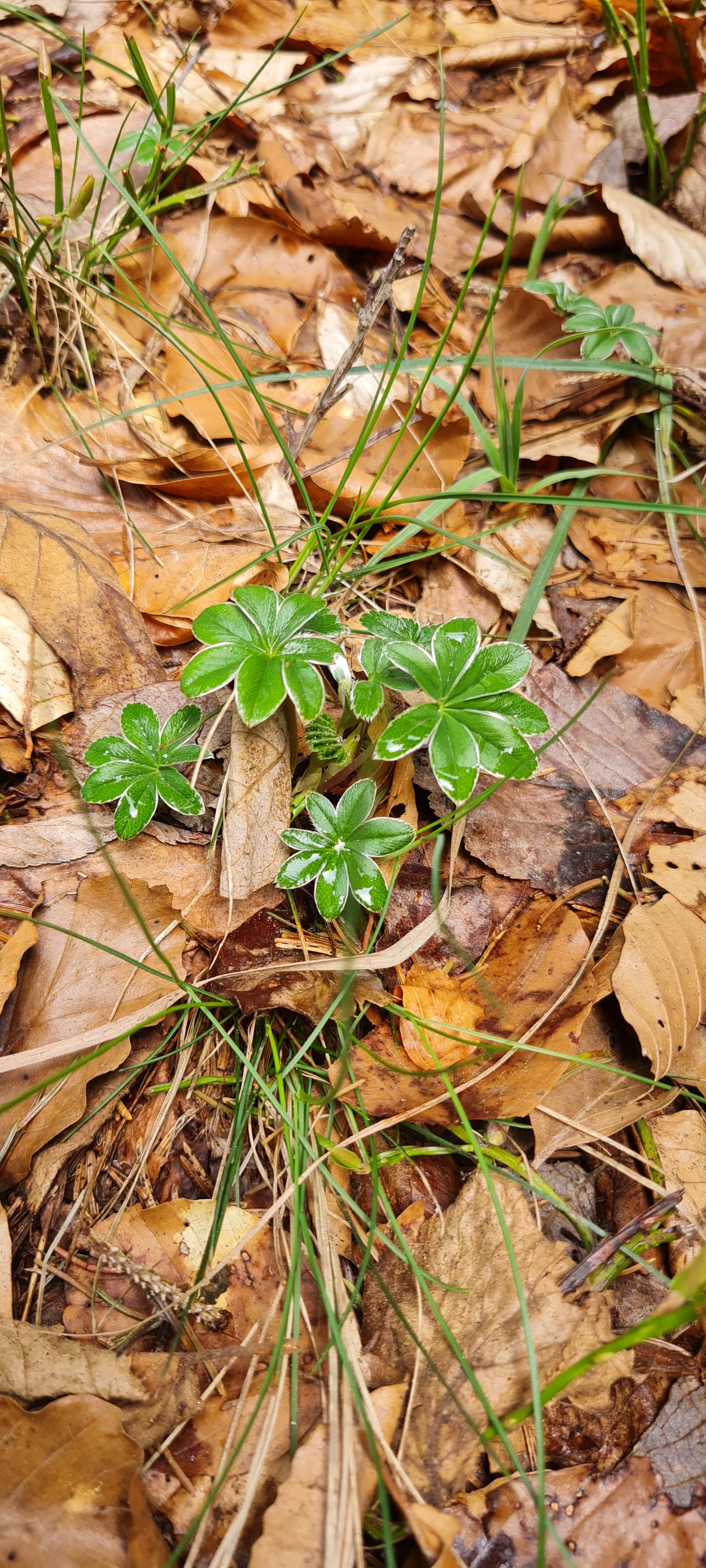 Alchémille des Alpes (Alchemilla alpigena)