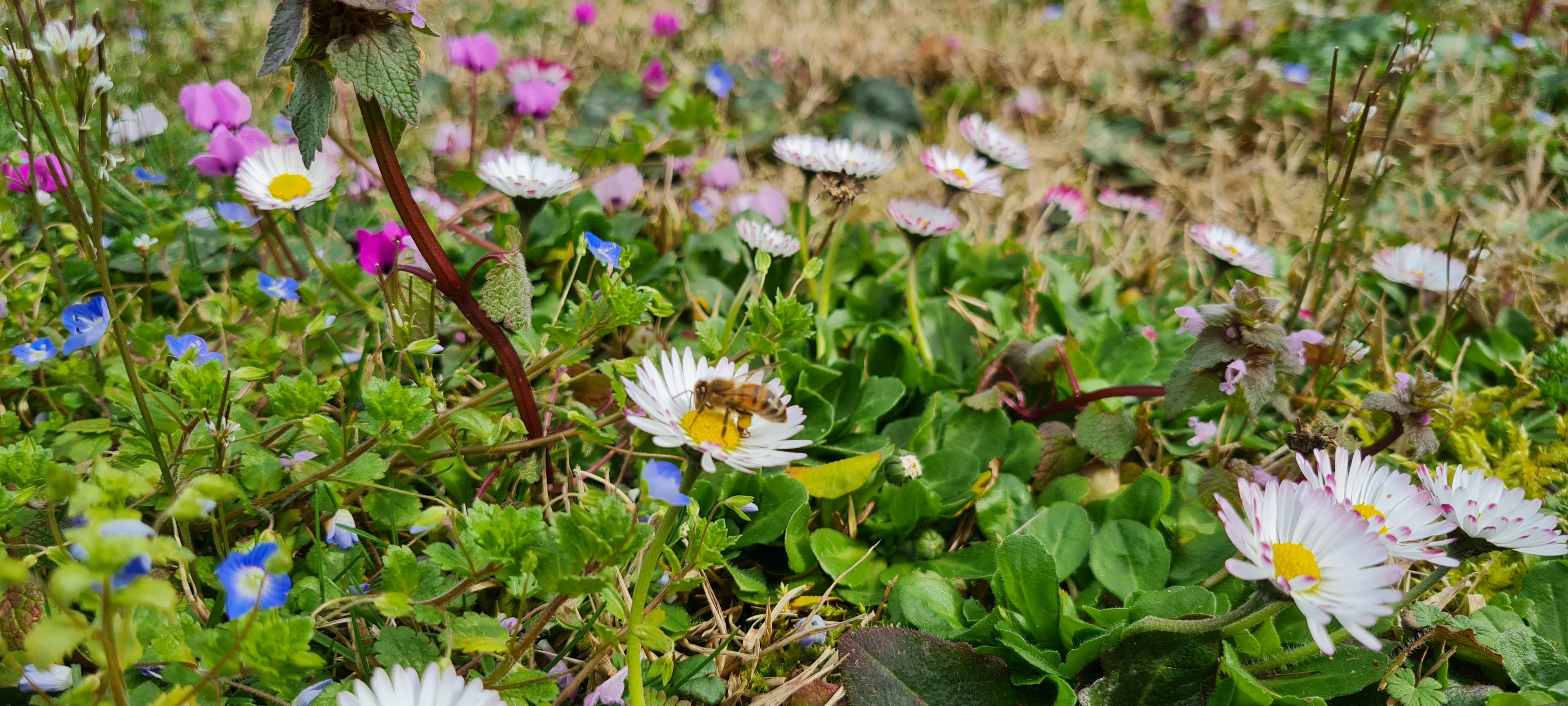 Pâquerette vivace (Bellis perennis L.)