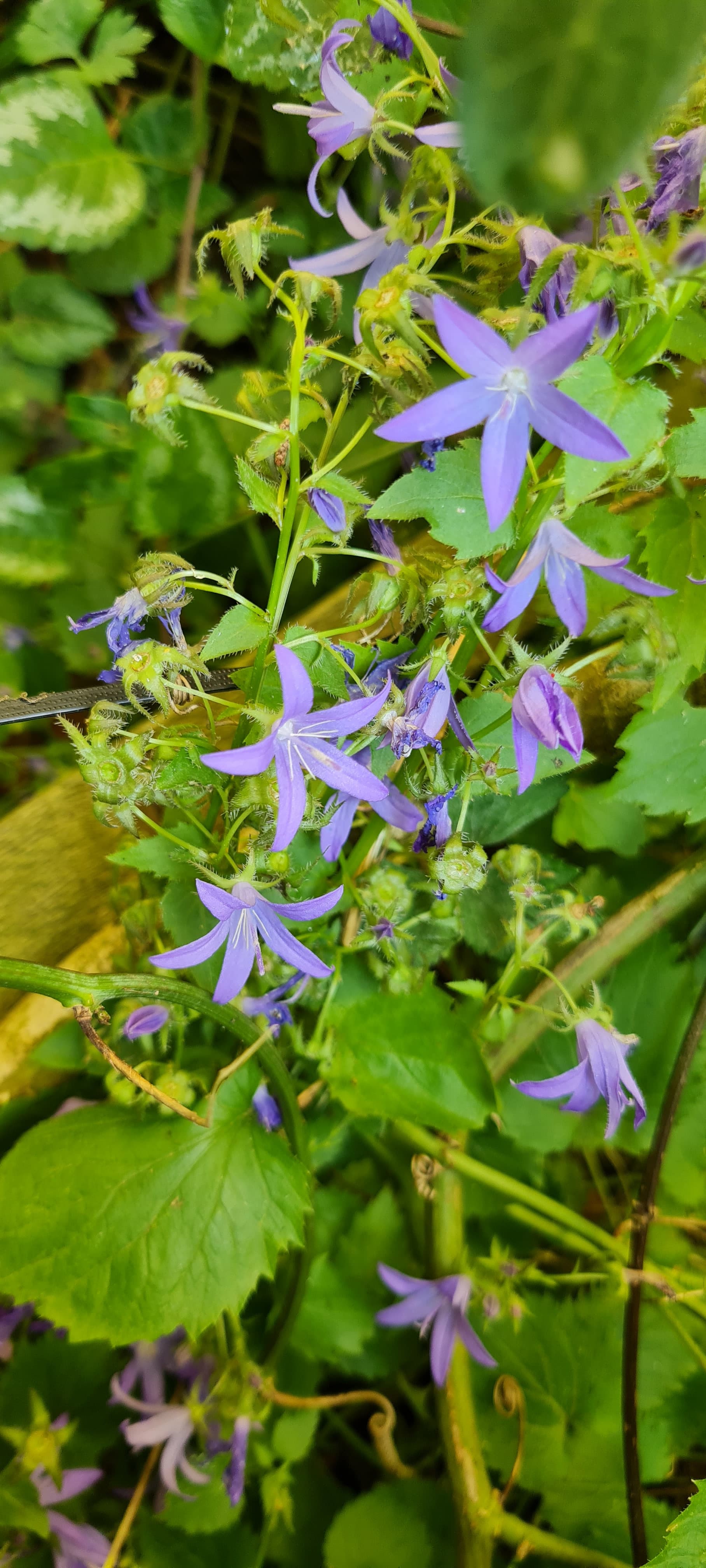 Campanule des murailles (Campanula portenschlagiana)
