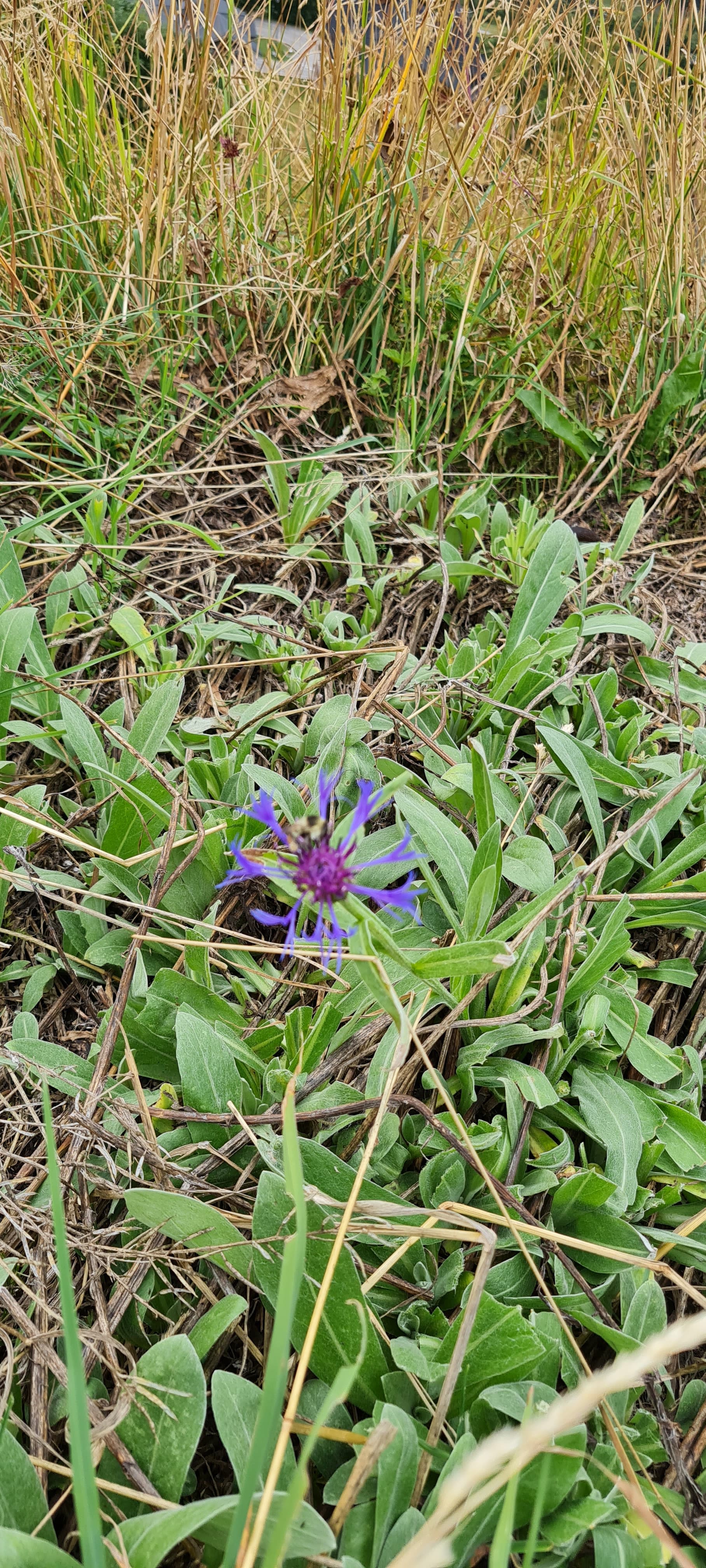Centaurée des montagnes (Centaurea montana)