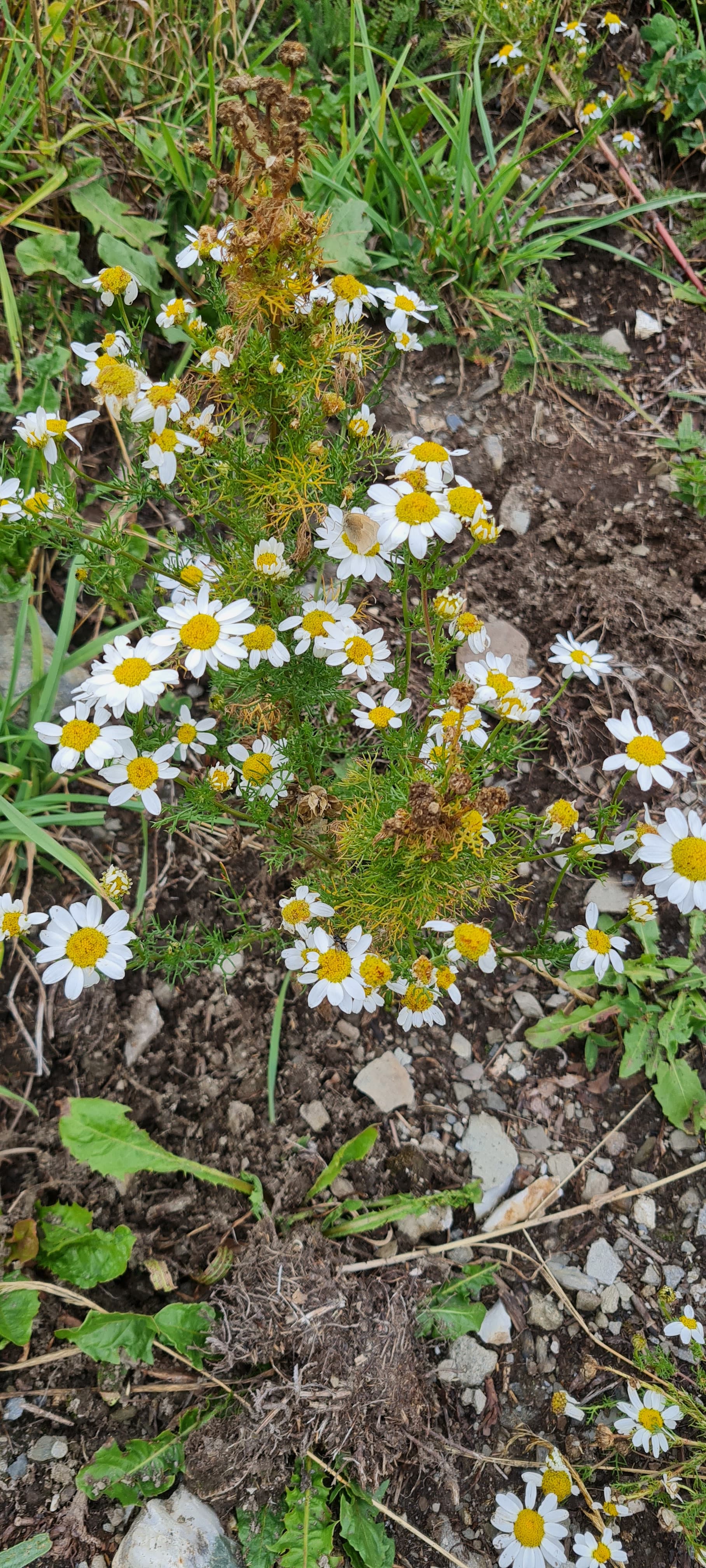 Camomille romaine (Chamaemelum nobile)