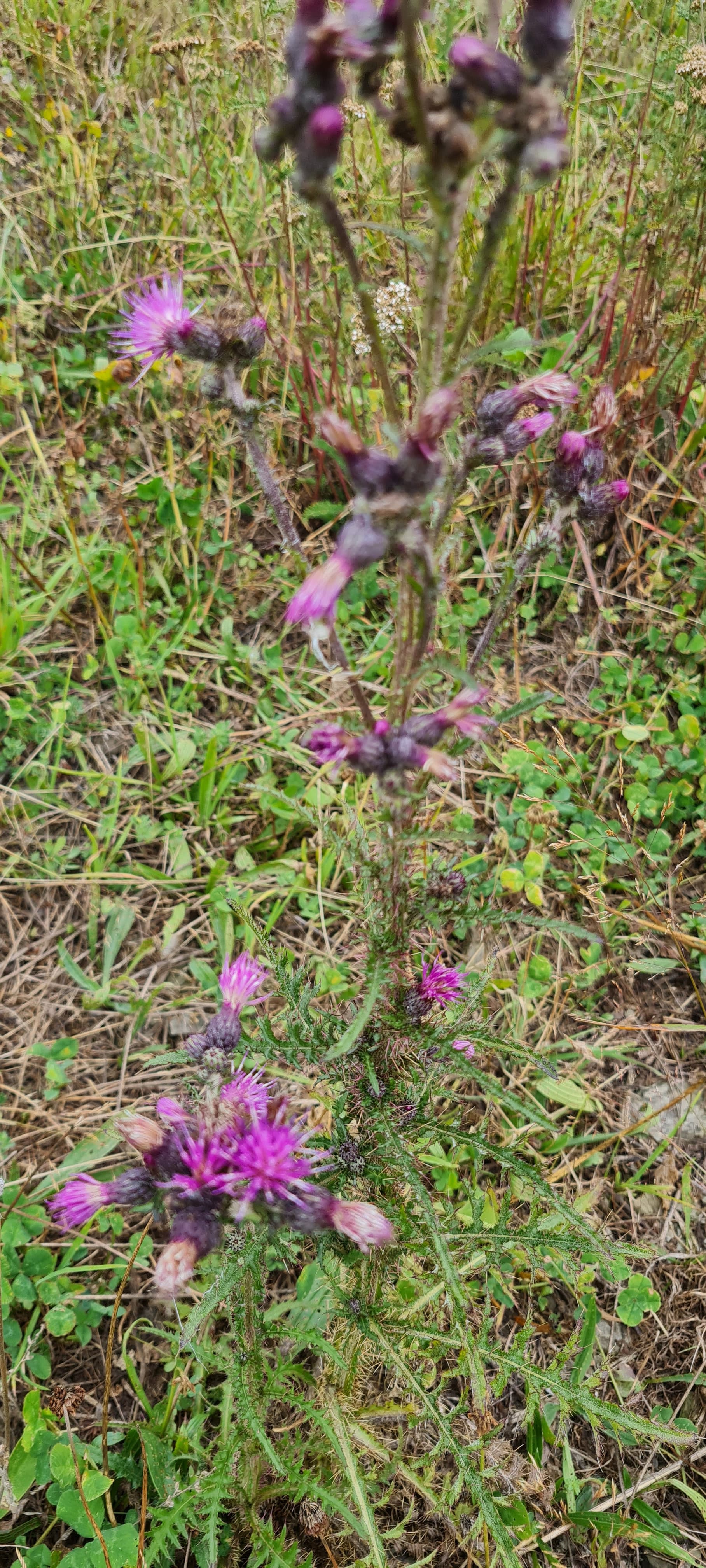Cirse des marais (Cirsium palustre)