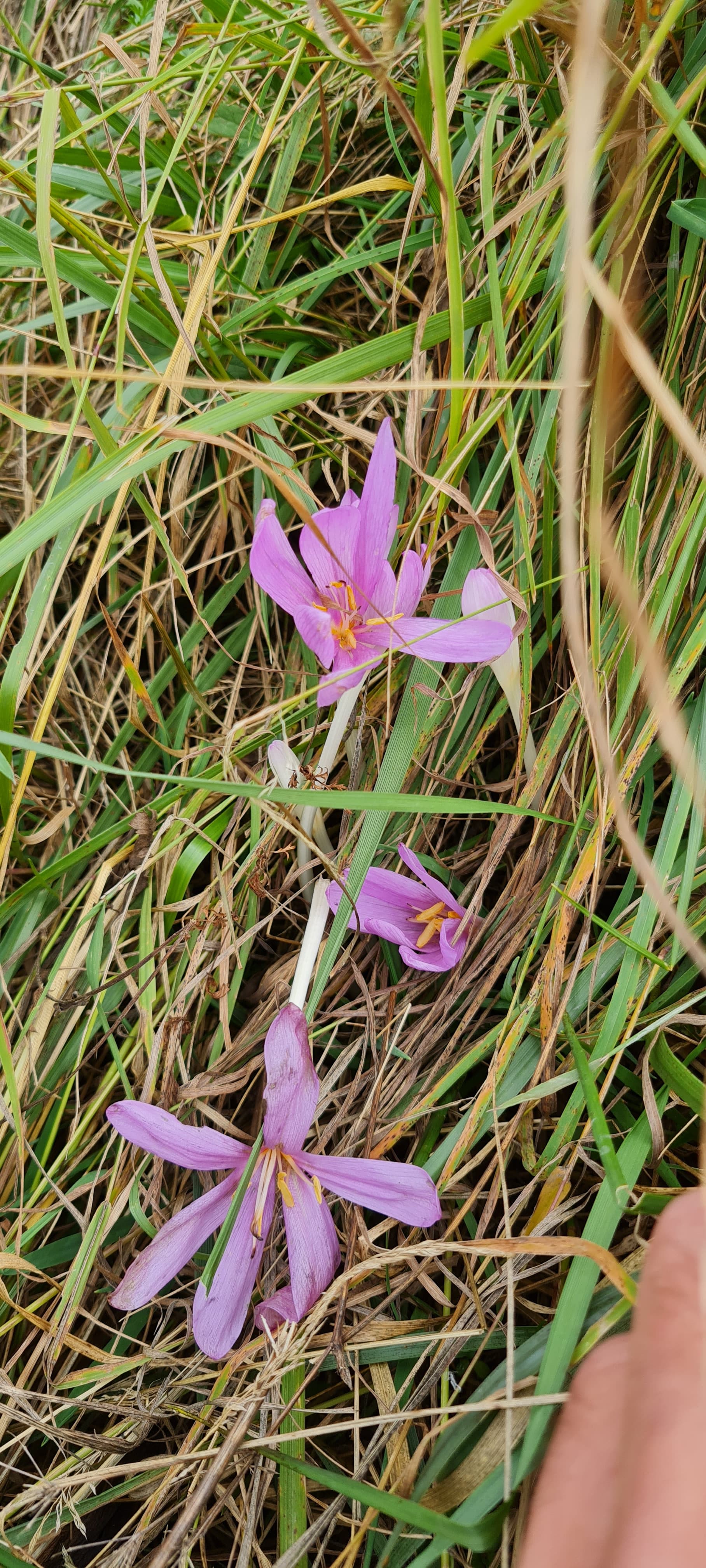 Colchique d’automne (Colchicum autumnale)