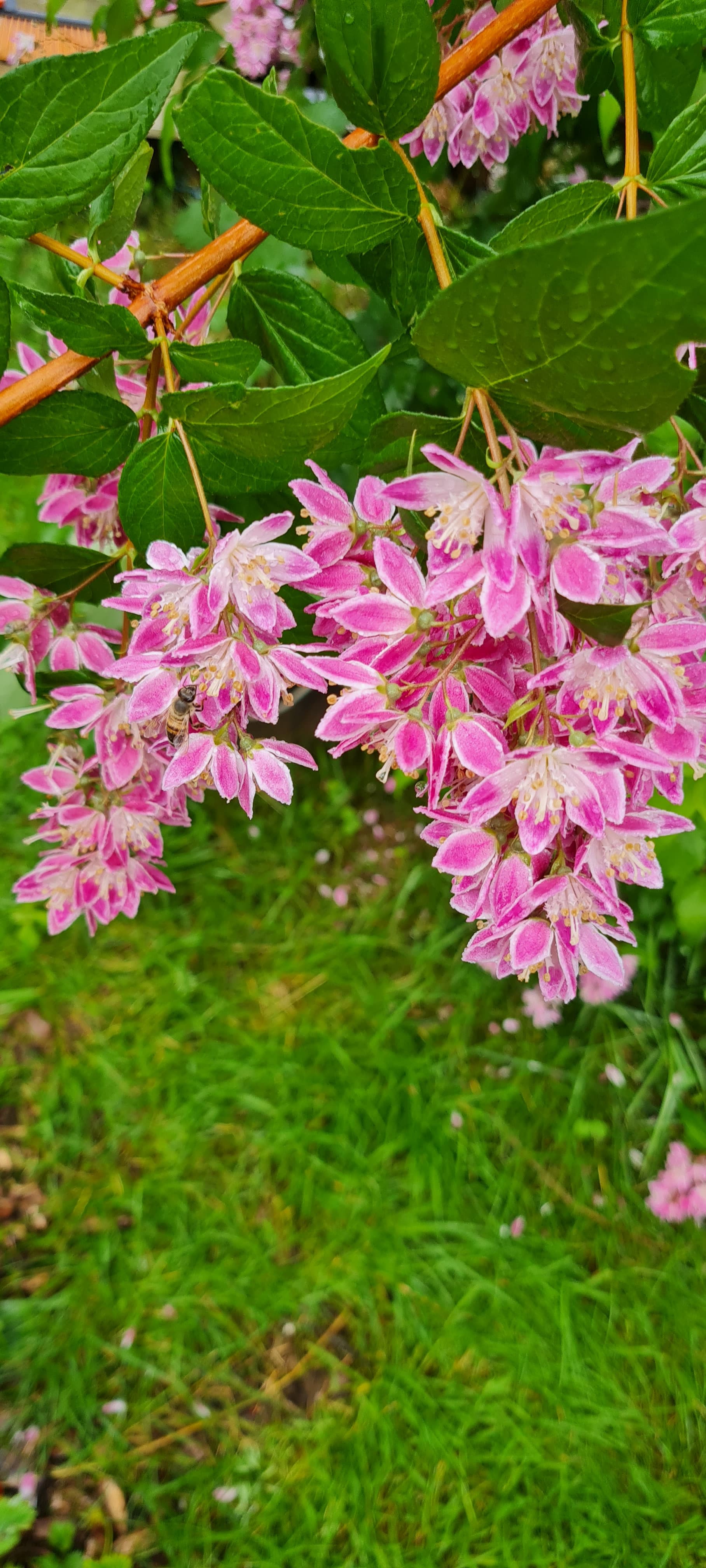 Deutzia 'Strawberry Fields'