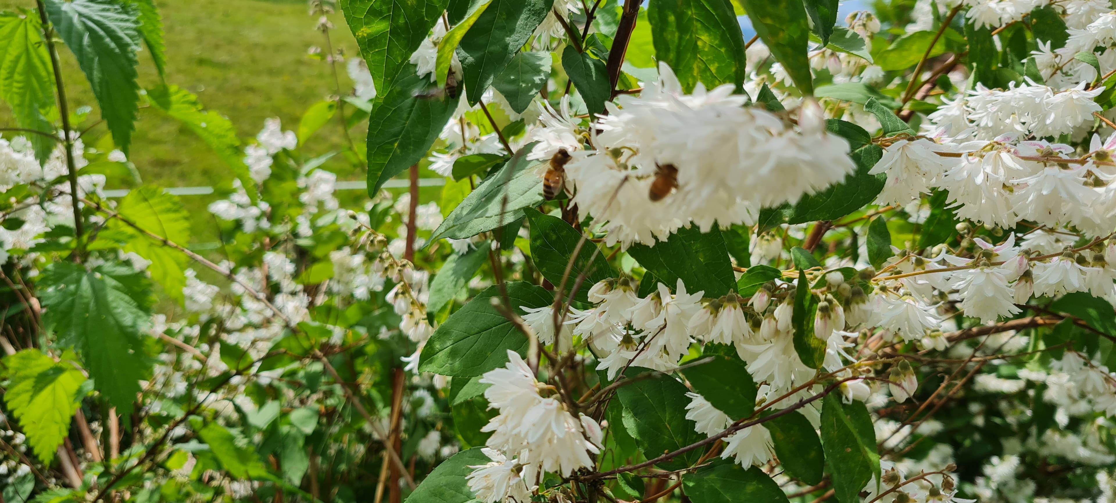 Deutzia rugueux (Deutzia scabra)