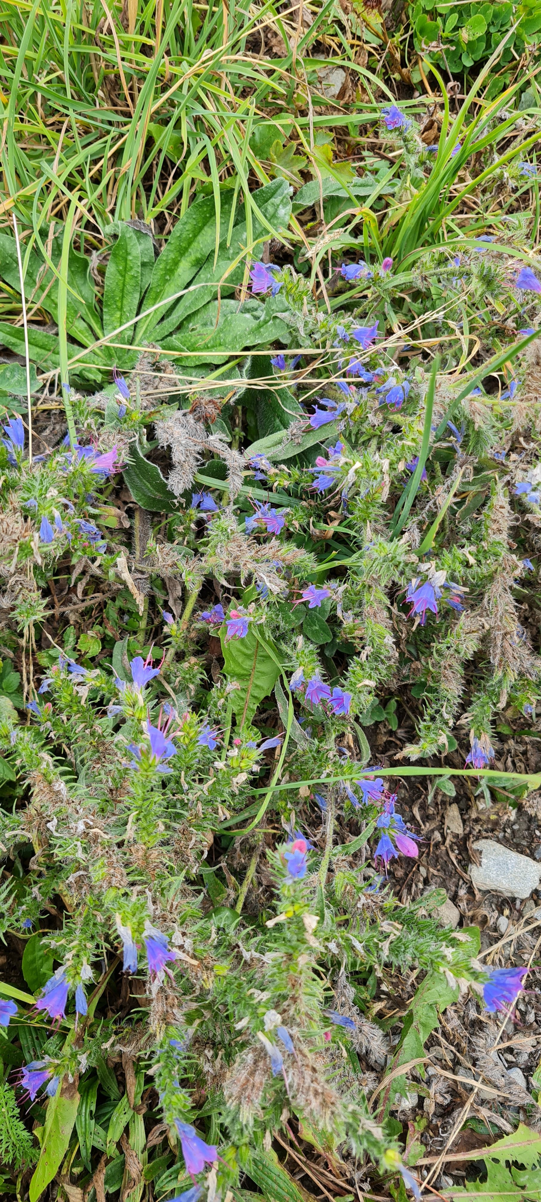 Vipérine commune (Echium vulgare)