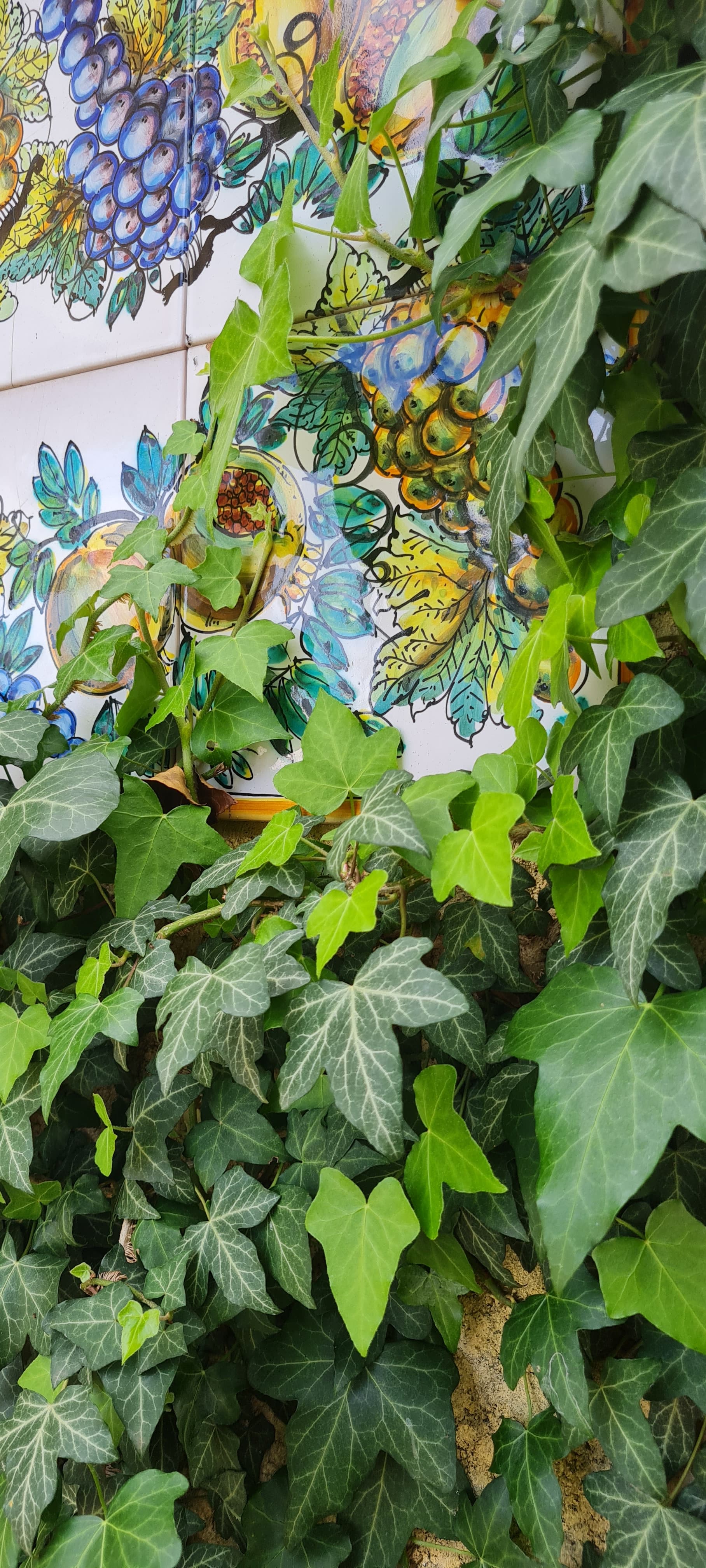 Lierre grimpant (Hedera helix L.)