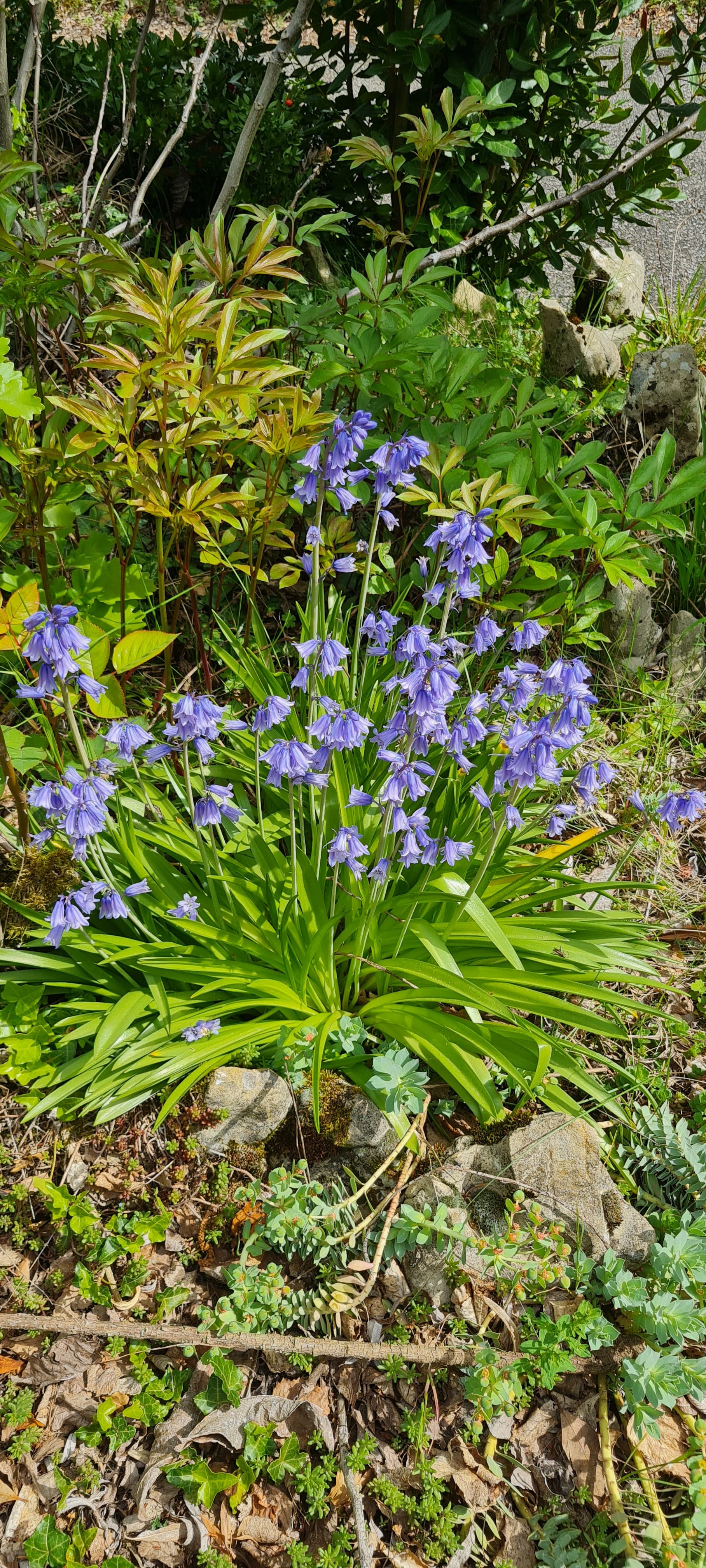 Jacinthe des bois (Hyacinthoides non-scripta)