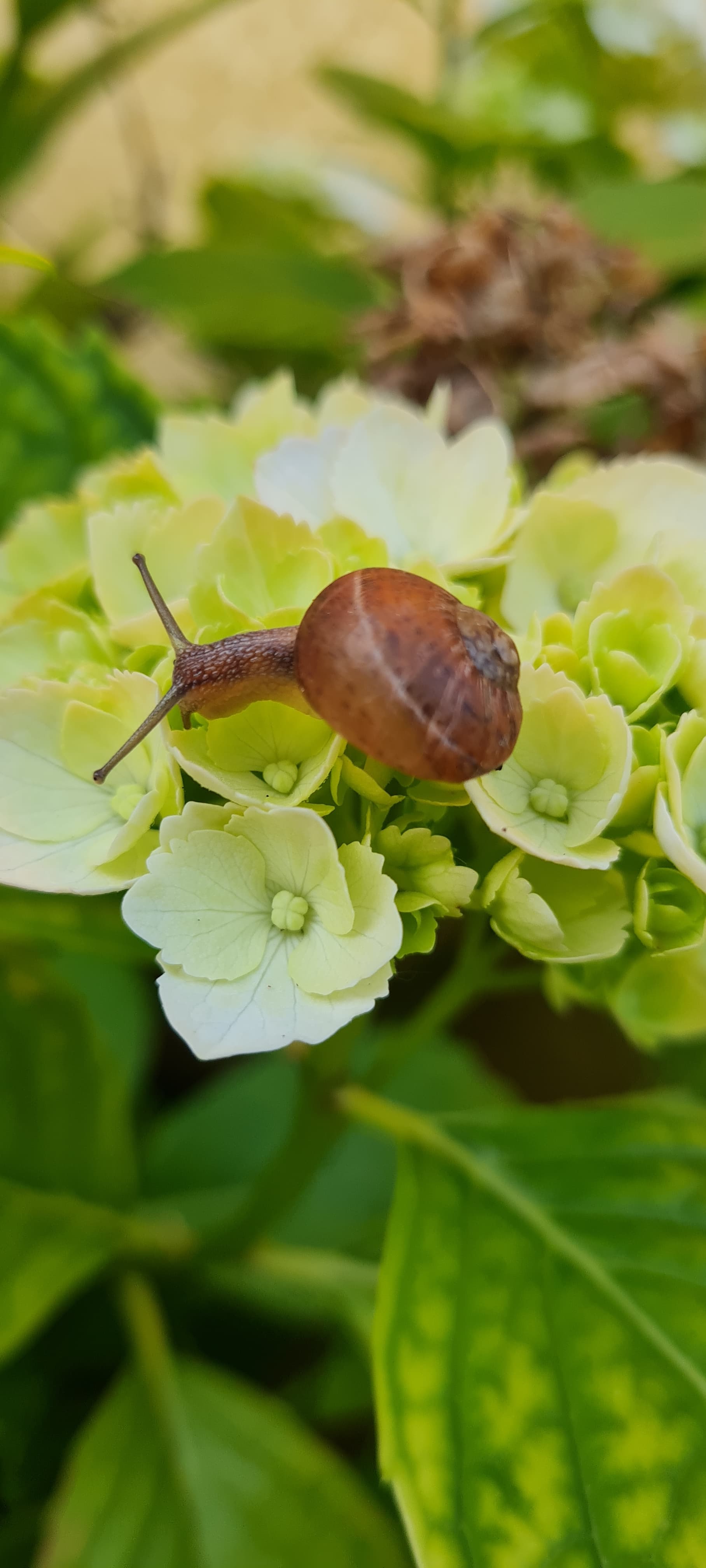 Hortensia (Hydrangea Macrophylla)