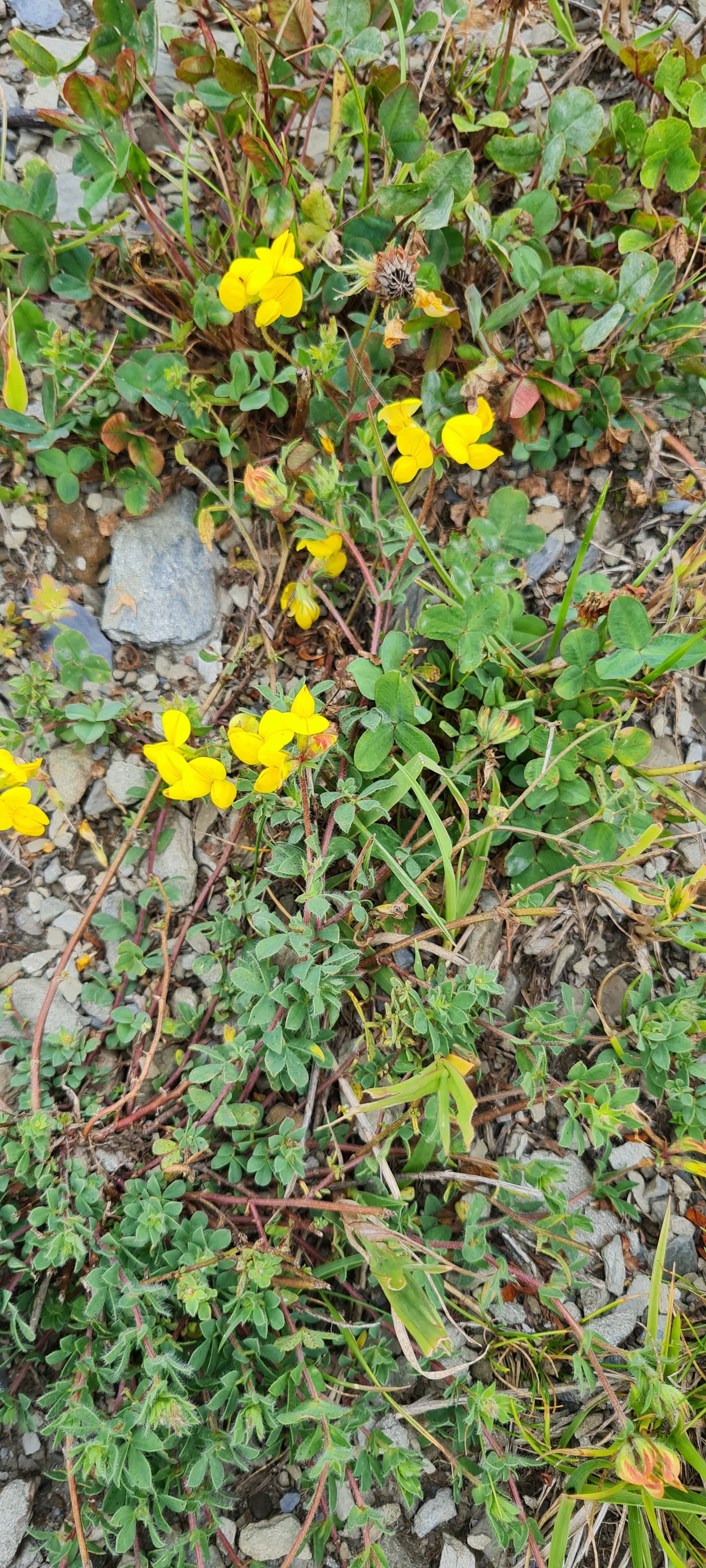 Lotier des Alpes (Lotus alpinus)