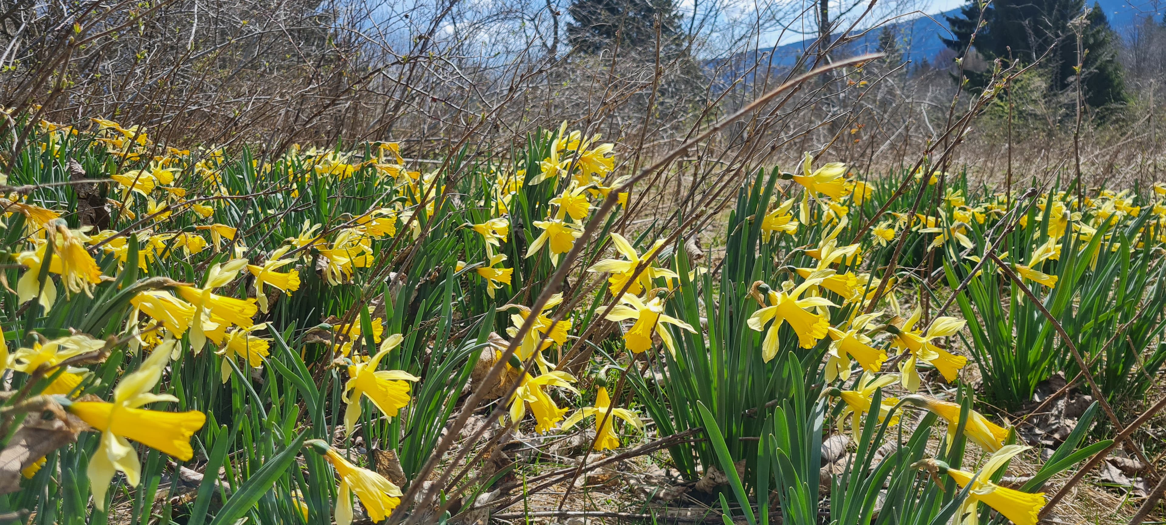 Narcisse jaune (Narcissus pseudonarcissus)