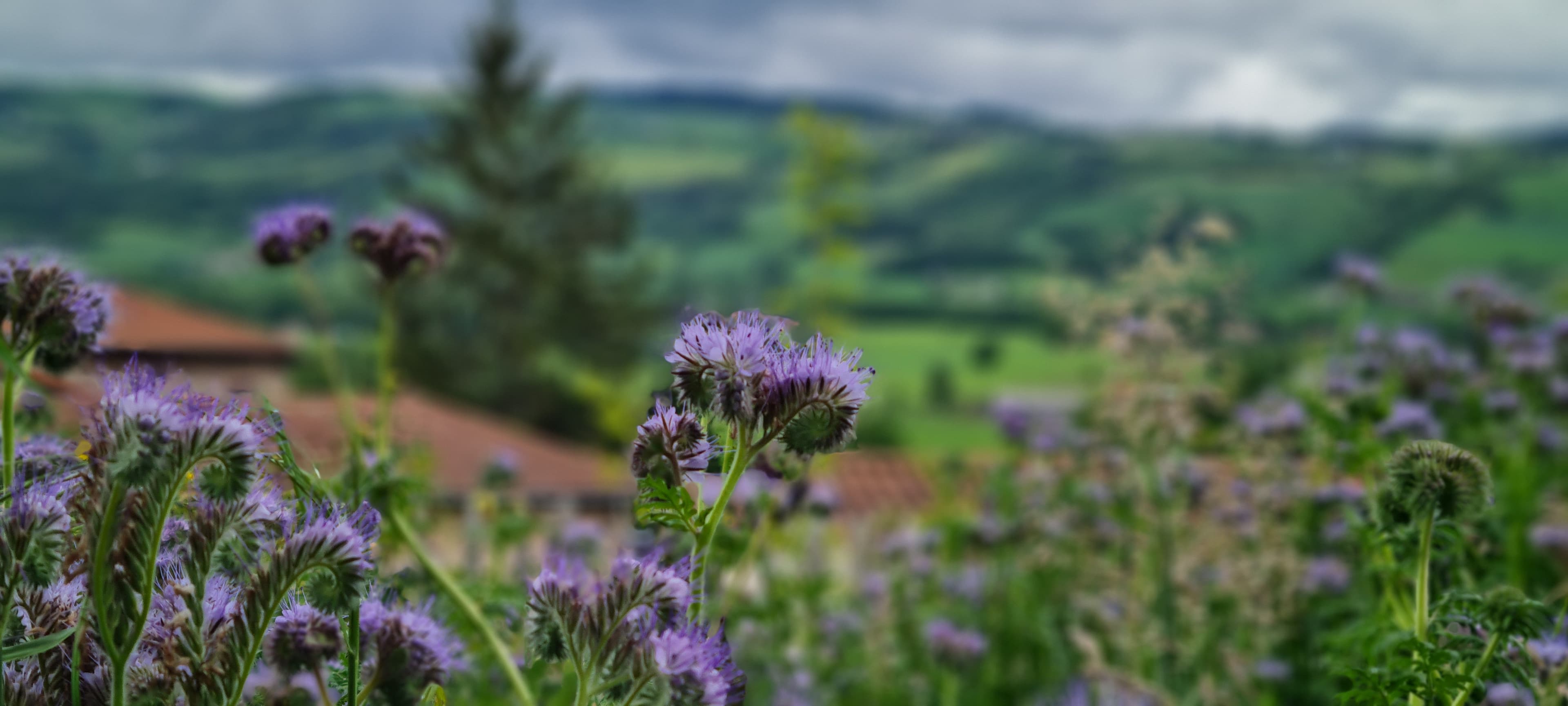 Phacélie (Phacelia tanacetifolia)