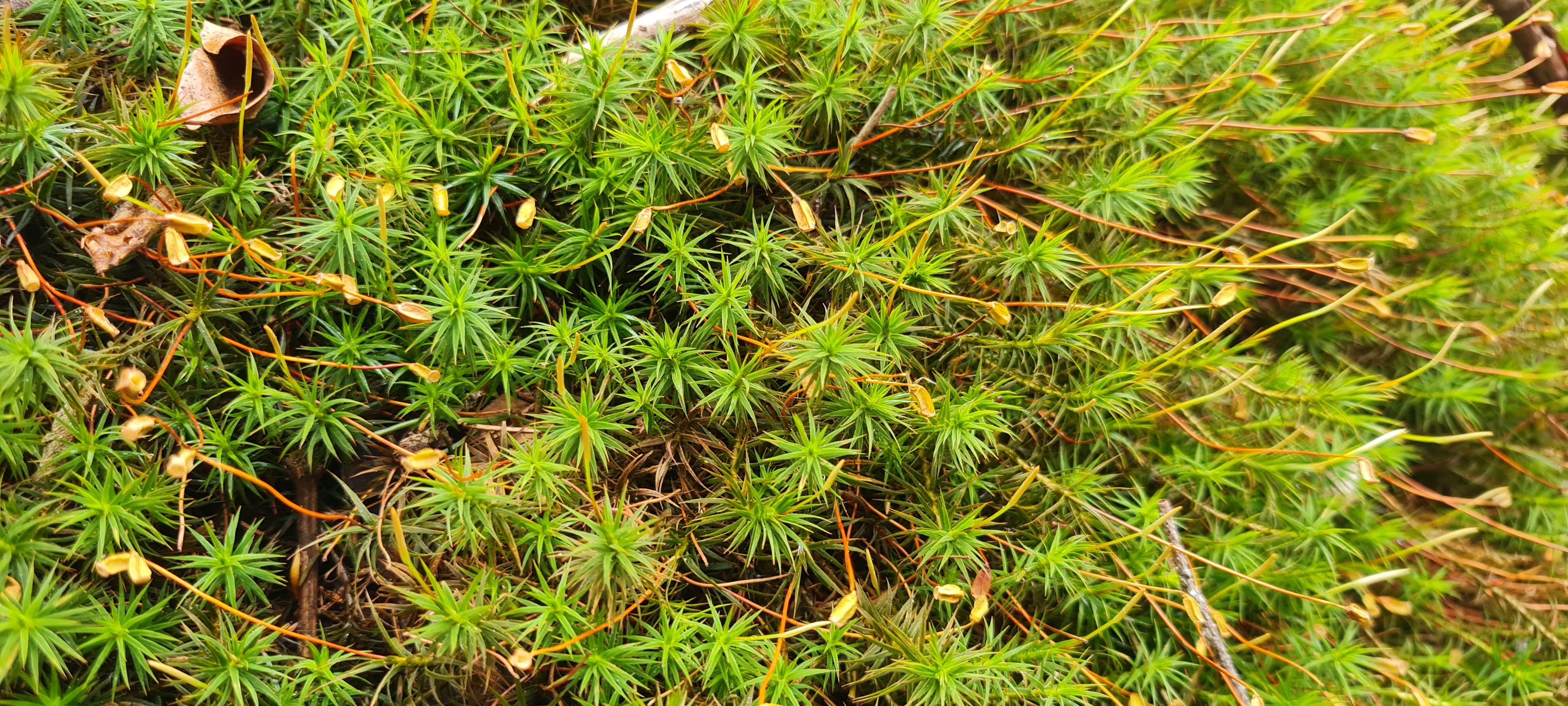 Mousse Polytric (Polytrichum juniperinum)