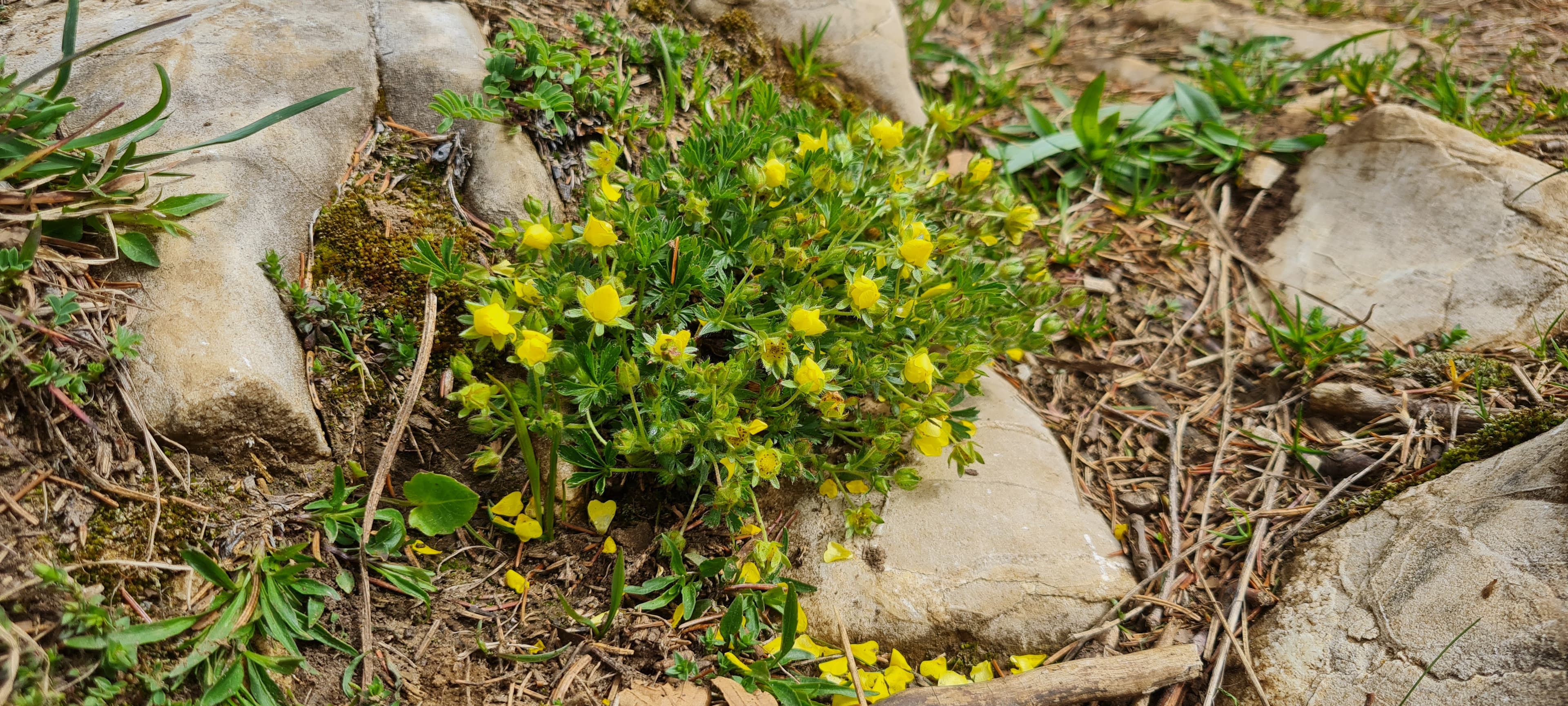 Potentille printanière (Potentilla neumanniana)