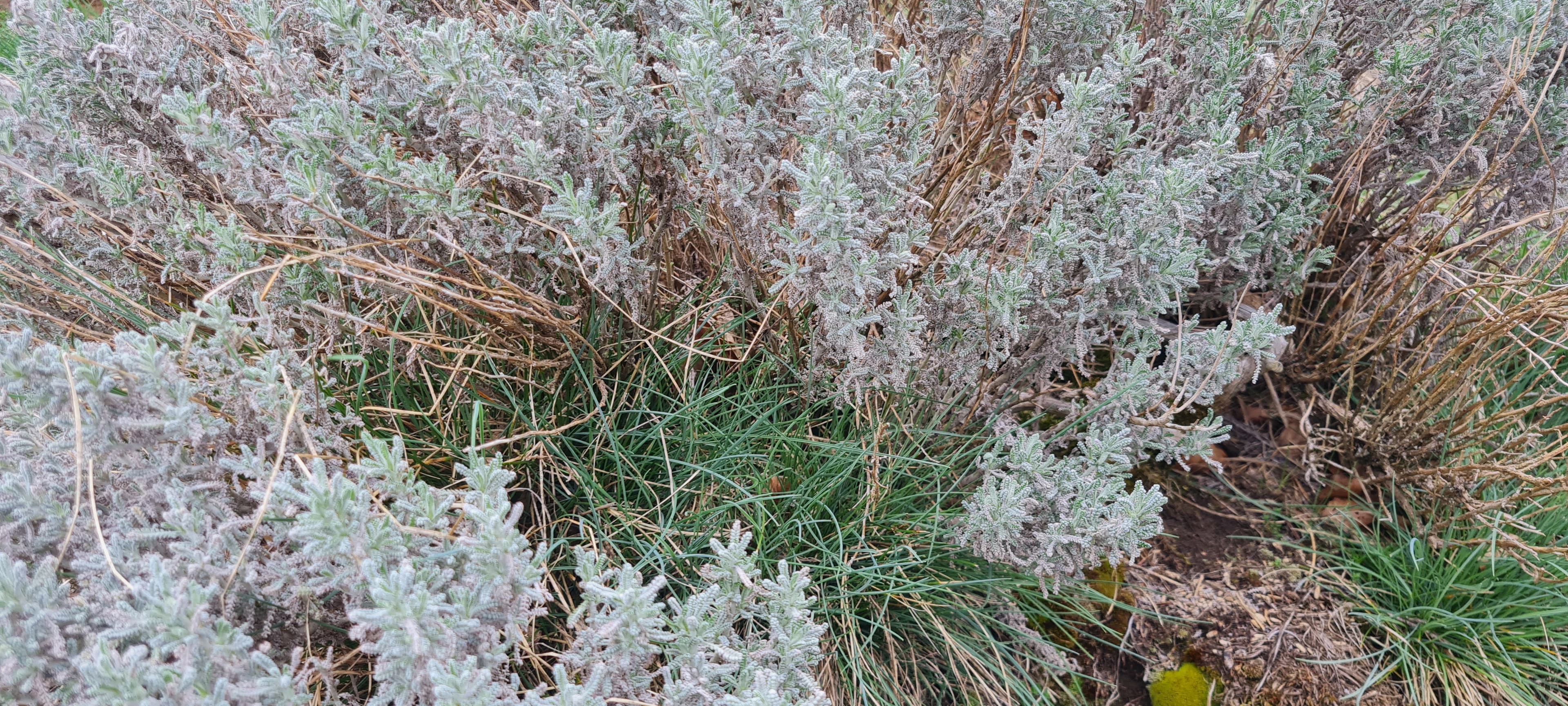 Santoline (Santolina chamaecyparissus)