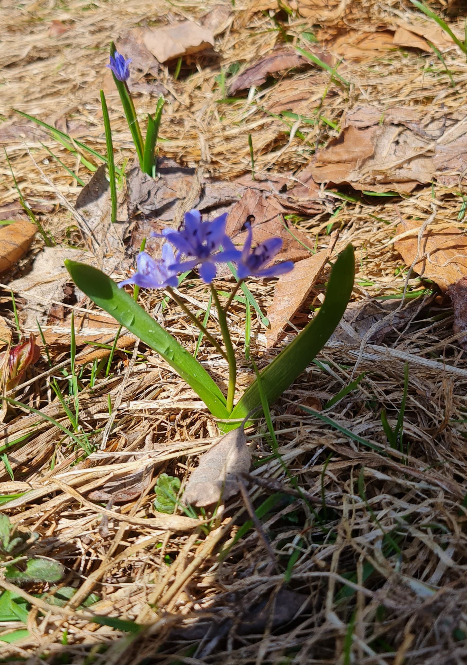 Scille à deux feuilles (Scilla bifolia)