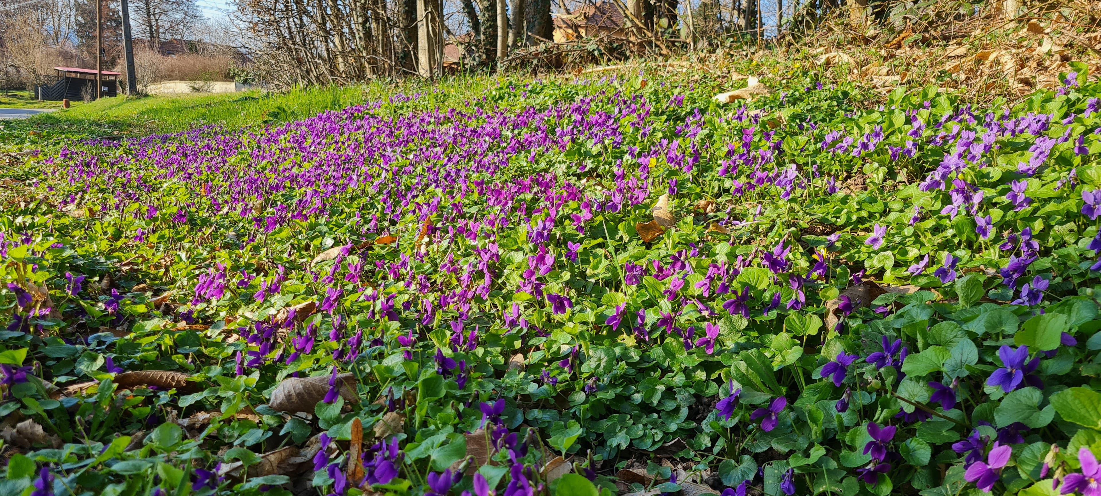 Violette odorante (Viola odorata)
