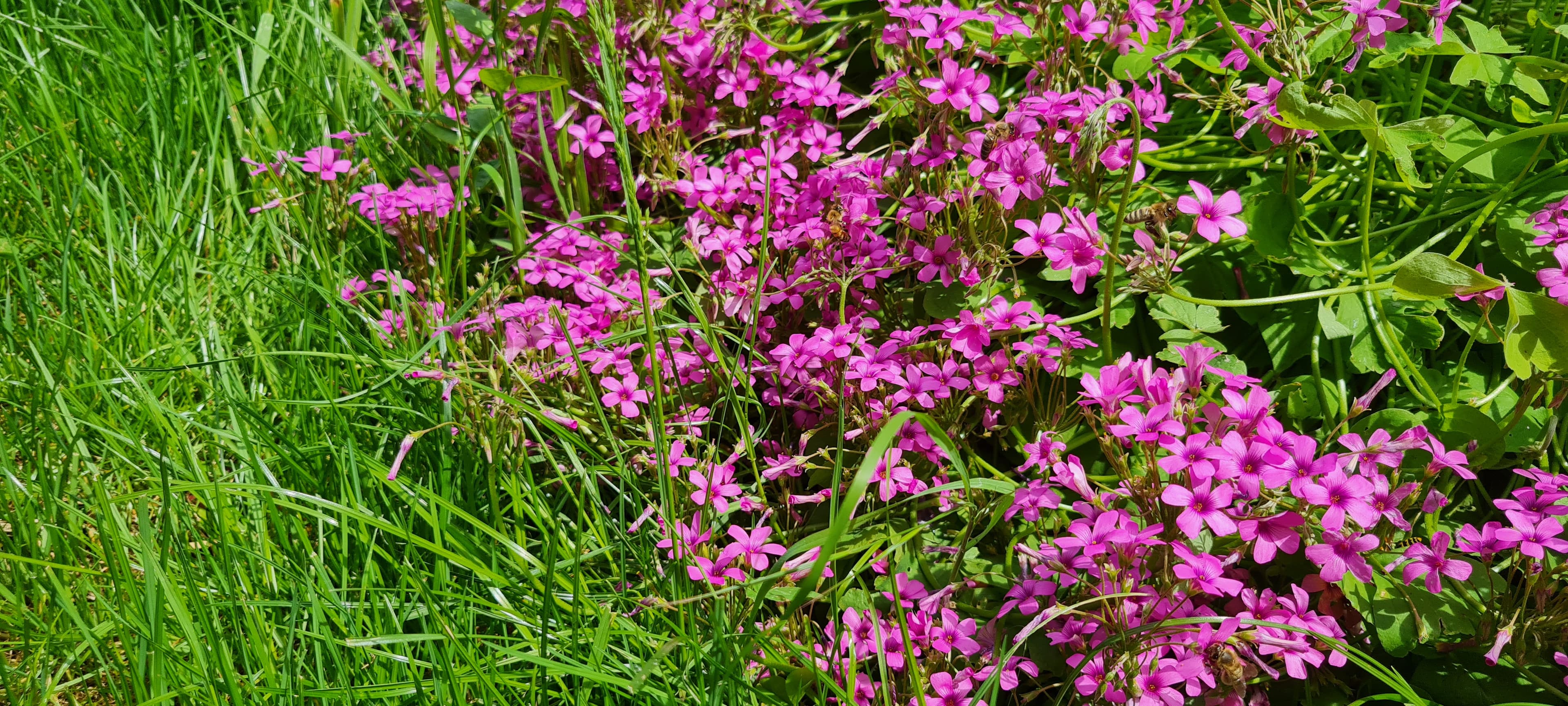 Oxalis articulé (oxalis articulata)