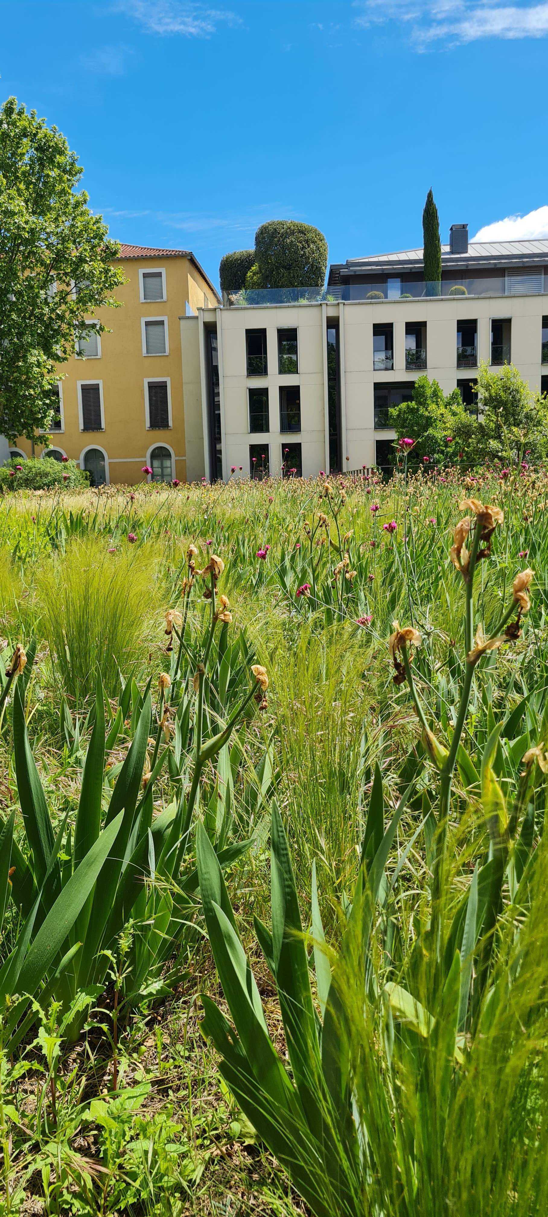Toiture végétalisée en été